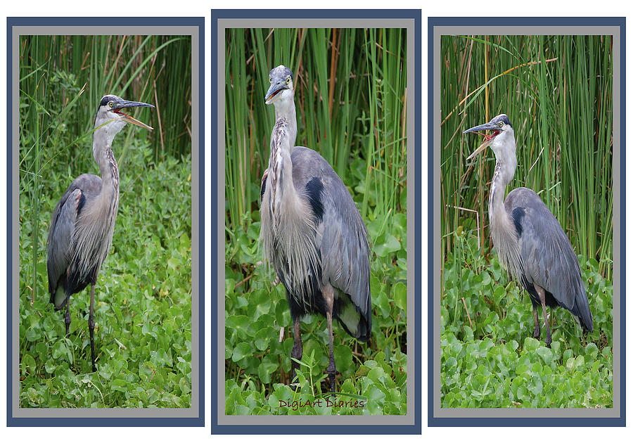 Great Blue Heron Collage Digital Art by DigiArt Diaries by Vicky B Fuller