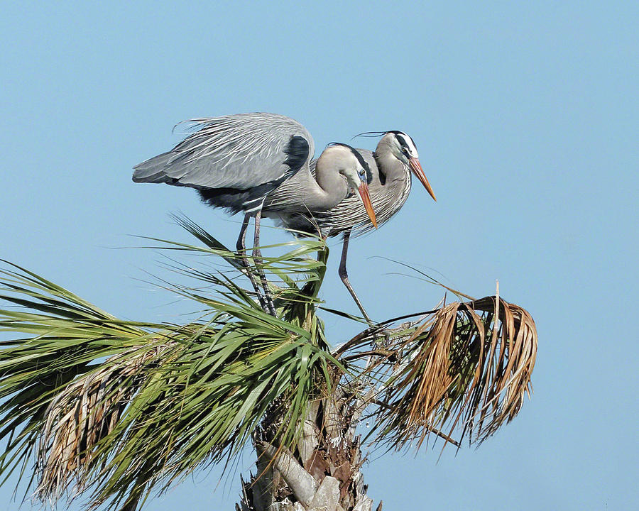Great Blue Heron Couple I Photograph by Dawn Currie