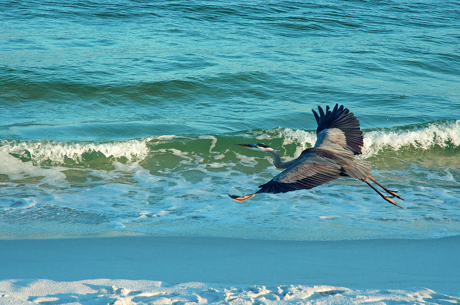 Great Blue Heron Cruising Pensacola Beach Photograph by Marie Hicks