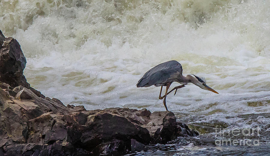 Great Blue Heron Photograph by David Bishop