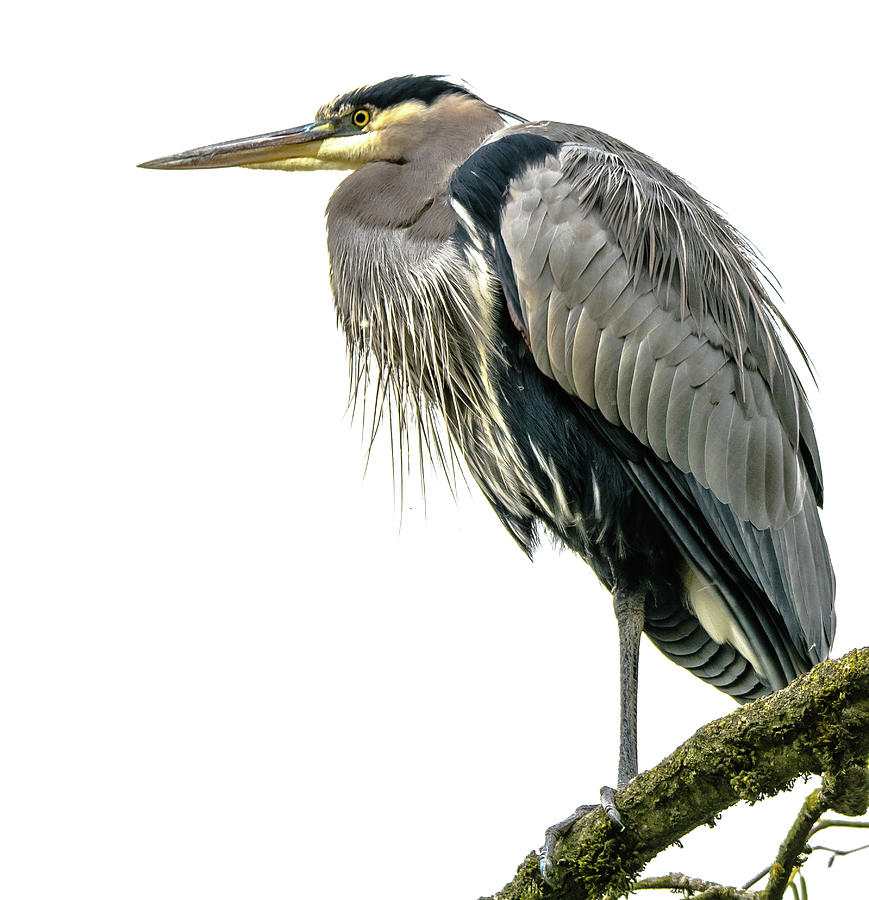 Great Blue Heron Photograph by David Lee