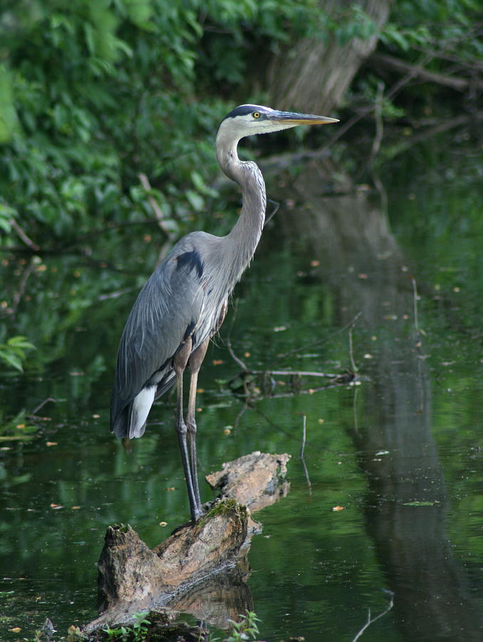 Great Blue Heron Photograph by Dawn Downour