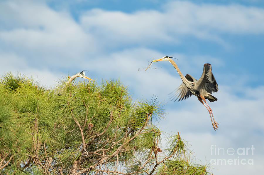 Great Blue Heron Delivering Nest Materials Photograph