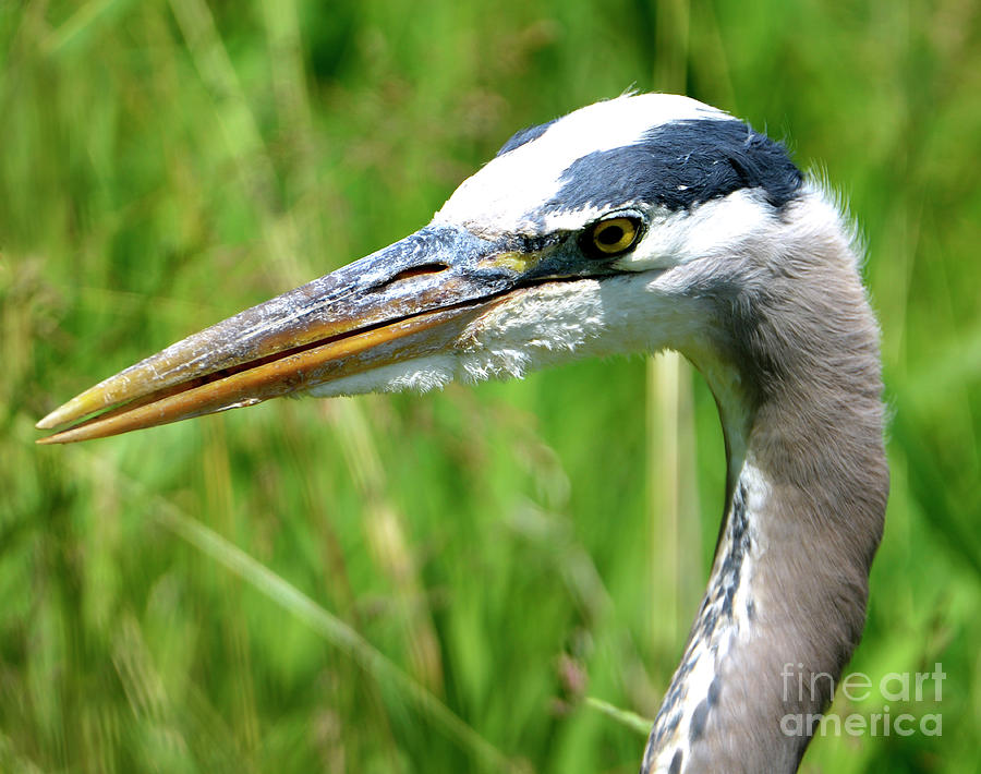 Great Blue Heron Photograph by Denise Bruchman