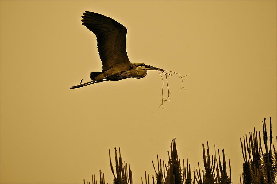 Great Blue Heron Photograph by Diana Hatcher
