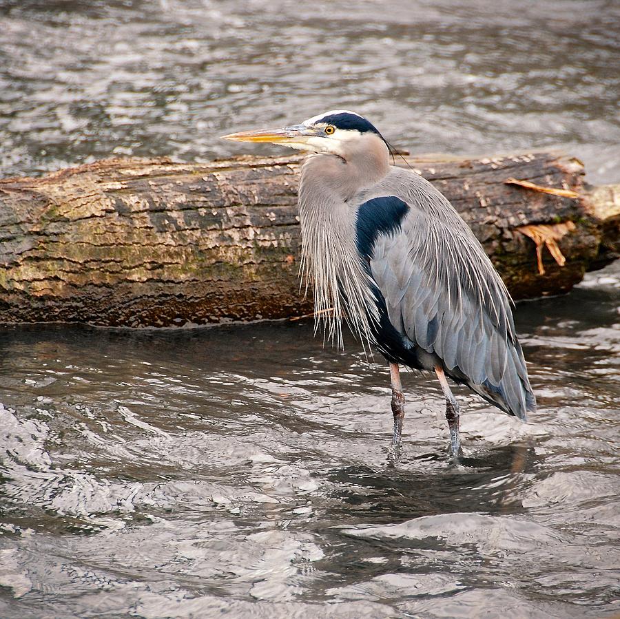 Great Blue Heron Dining Photograph by David Coleman | Fine Art America