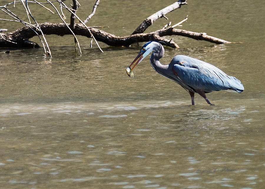 Great Blue Heron Dinning Photograph by Ed Peterson