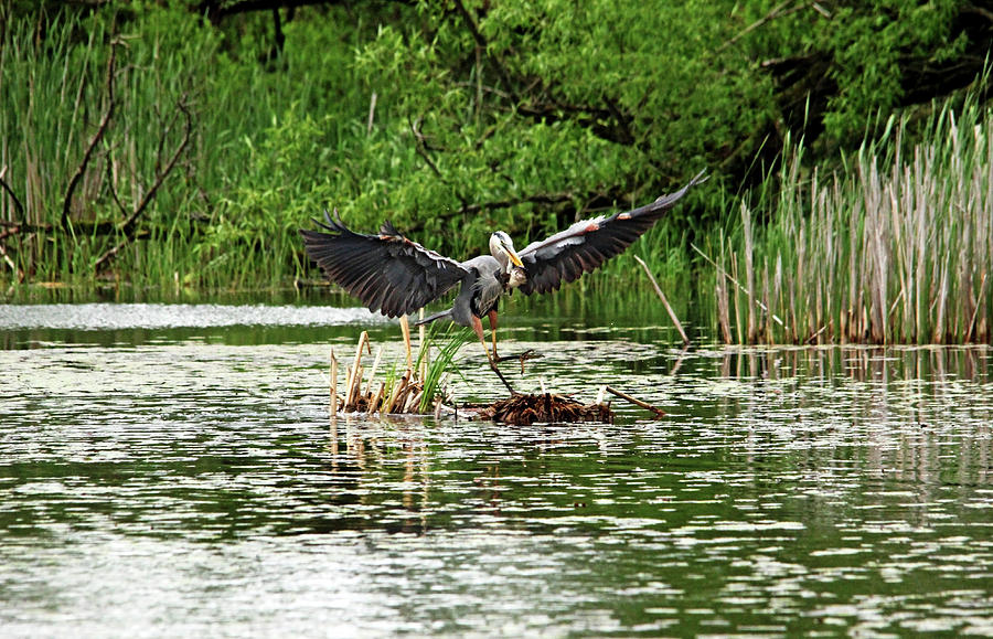 Great Blue Heron Doing The Happy Dance Photograph by Debbie Oppermann
