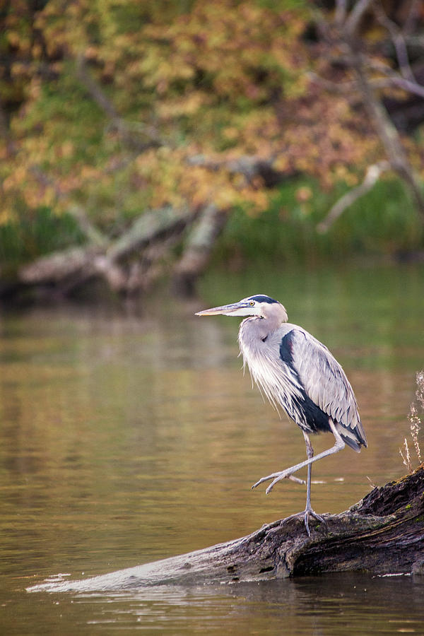 Great Blue Heron Photograph by Don Johnson