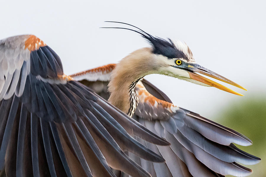 Birdwatching Photograph - Great Blue Heron by Don Miller Birdwatching Photograph - Great Blue Heron by Don Miller