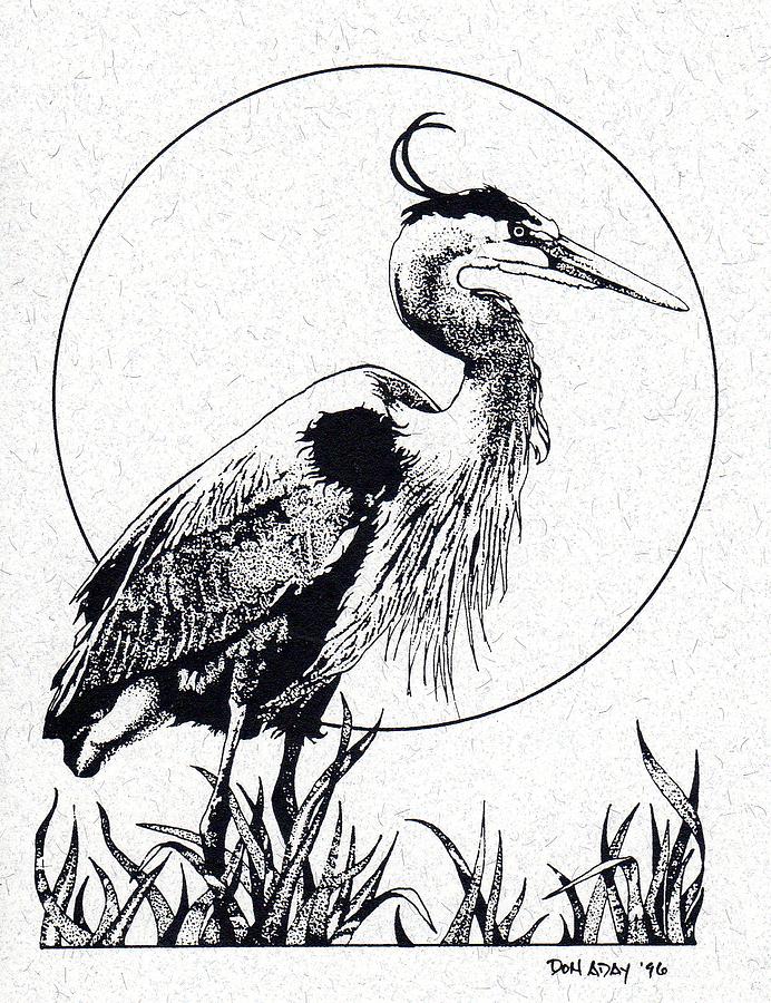 Great Blue Heron Drawing by Donald Aday Fine Art America