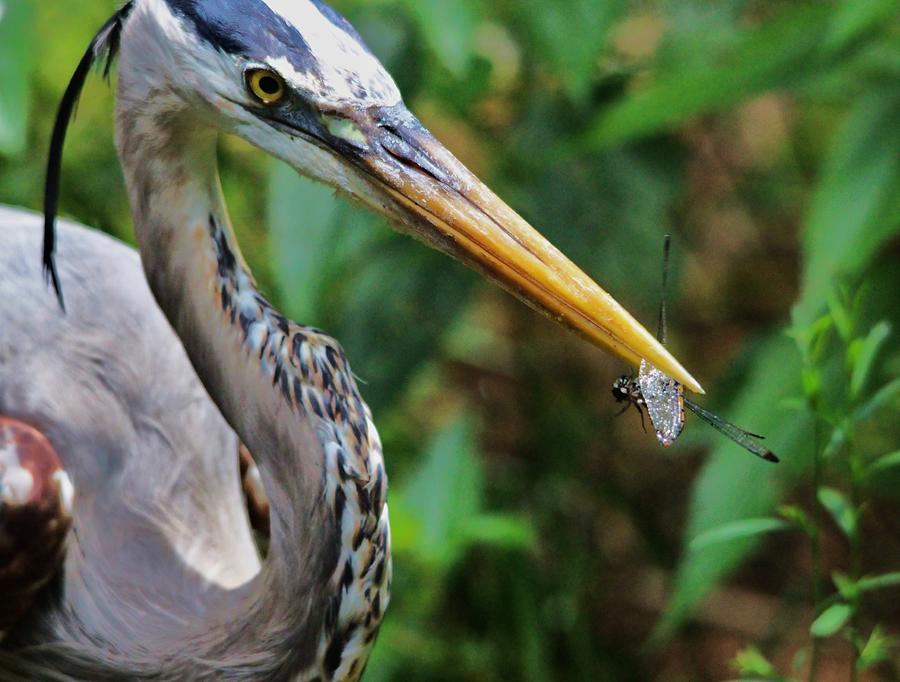 Great Blue Heron Eating A Dragonfly Photograph by Paulette Thomas