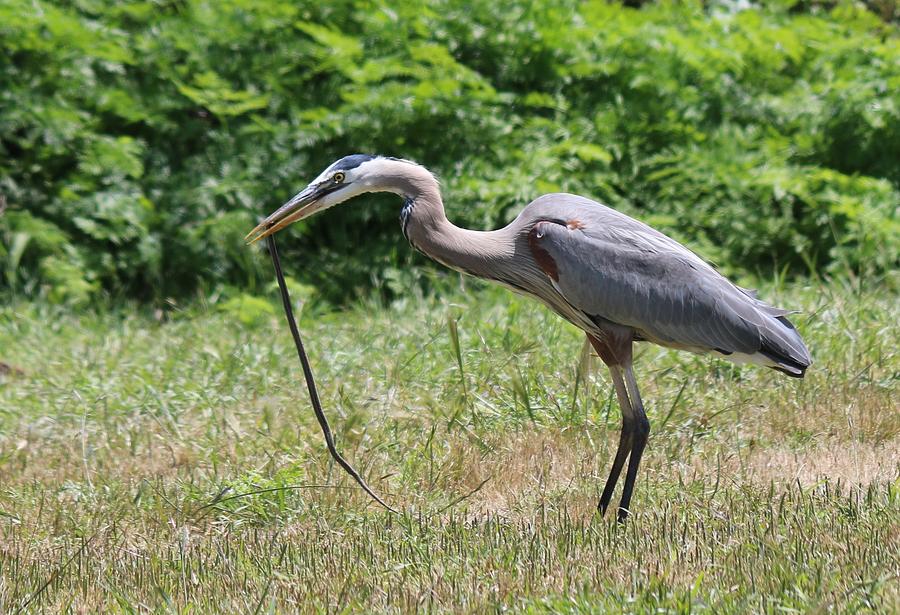 Great Blue Heron Eating Snake  Photograph by Christy Pooschke