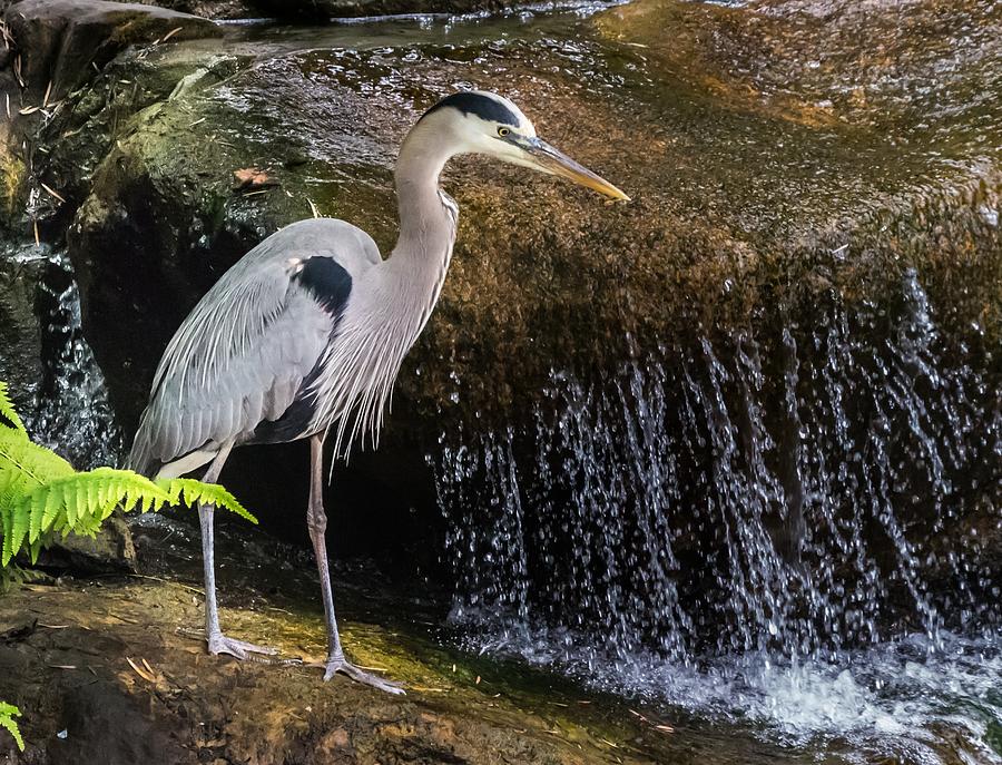 Great Blue Heron Photograph by Ed Clark
