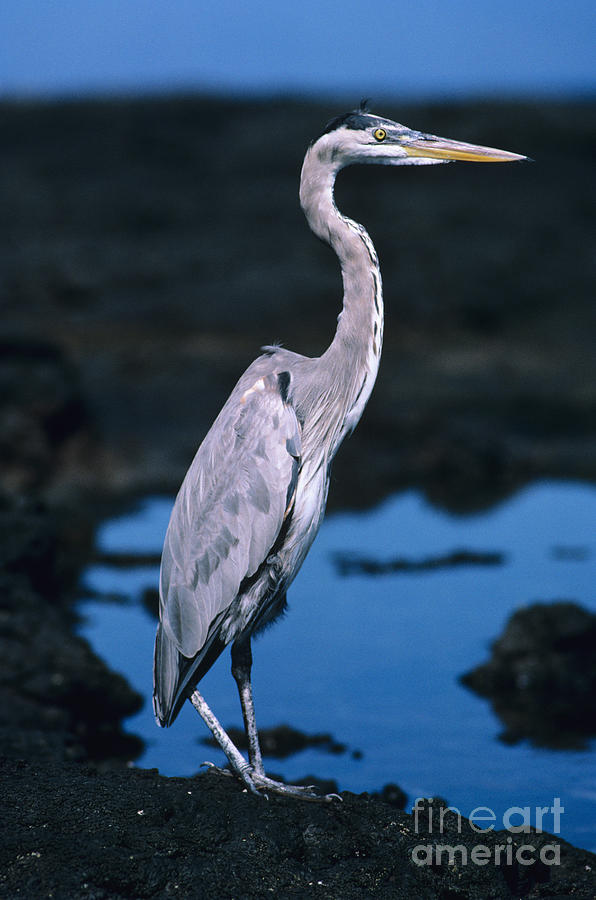 Heron Photograph - Great Blue Heron by Ed Robinson - Printscapes
