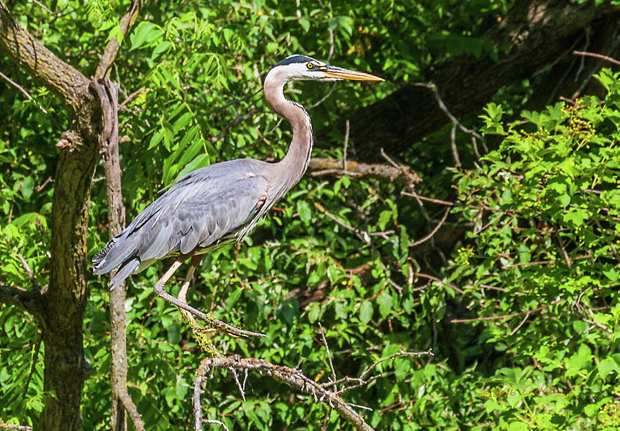 Great Blue Heron Photograph by Ed Peterson