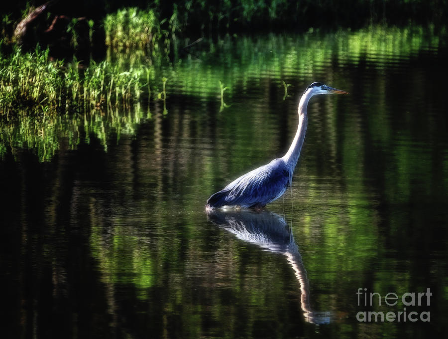 Great Blue Heron Photograph by Elizabeth Winter