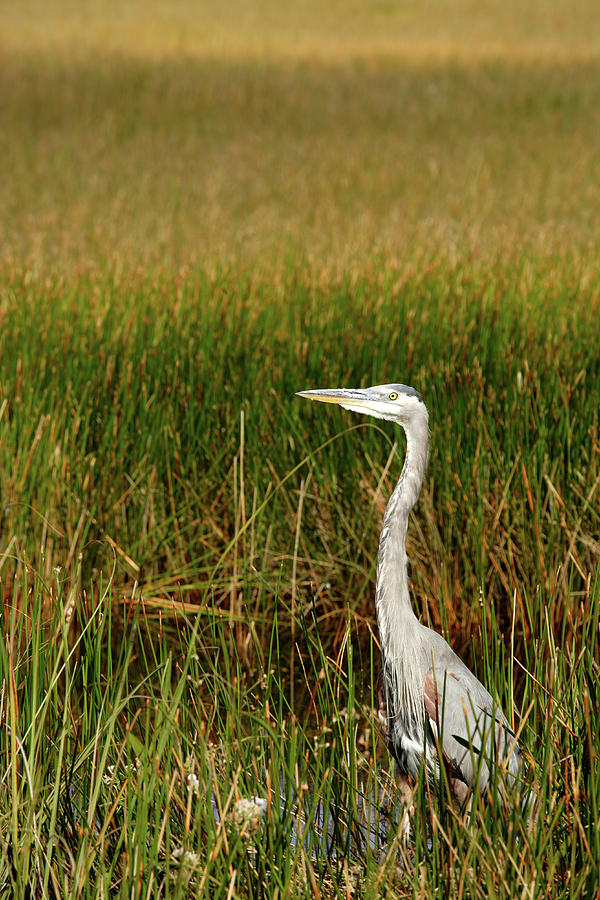 Great Blue Heron Photograph by Eric Foltz