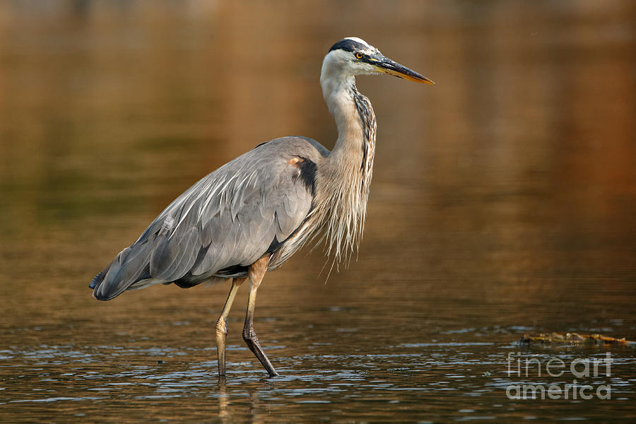 Great Blue Heron Fall Colors Photograph by Sue Harper - Fine Art America