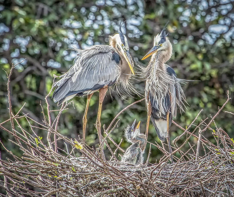 Great Blue Heron Family Photograph by Cindi Alvarado Fine Art America