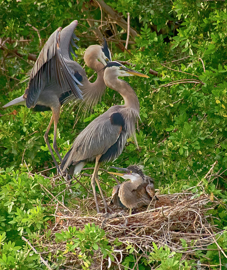 Great Blue Heron Family Photograph by Don Columbus