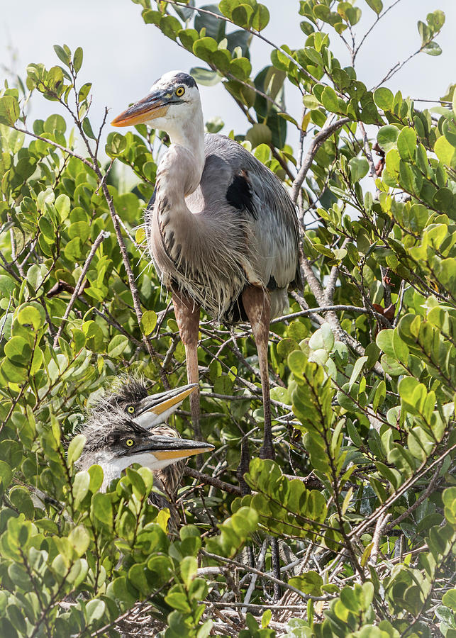 Great Blue Heron Family Photograph by Patti Deters - Fine Art America