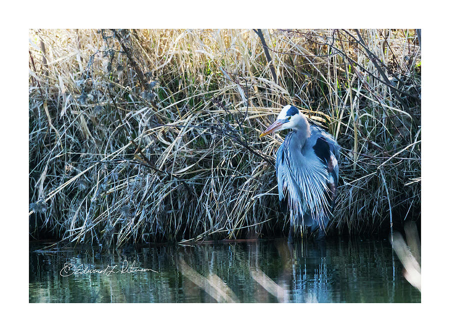 Great Blue Heron Fine Plumage Photograph by Ed Peterson