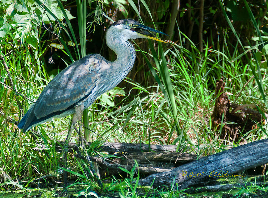 Great Blue Heron Fish Meal Photograph by Ed Peterson