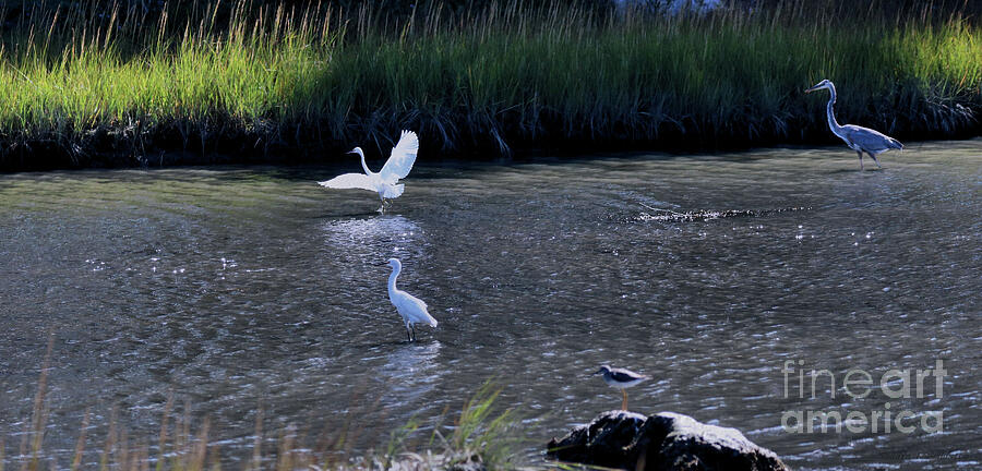 Great Blue Heron Fishing Lesson Photograph by Sandra Huston