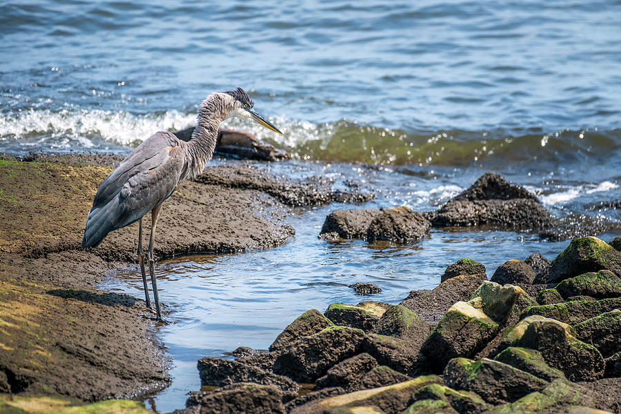 Great Blue Heron fishing on the Chesapeake Bay Photograph by Patrick Wolf