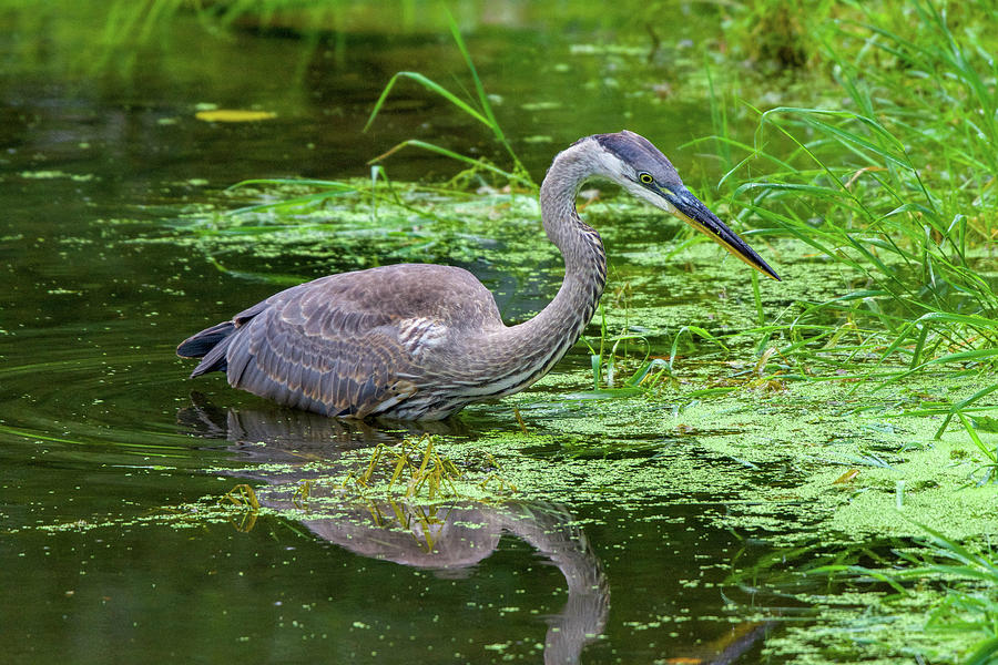 Great Blue Heron Fishing Photograph by Robert J Wagner