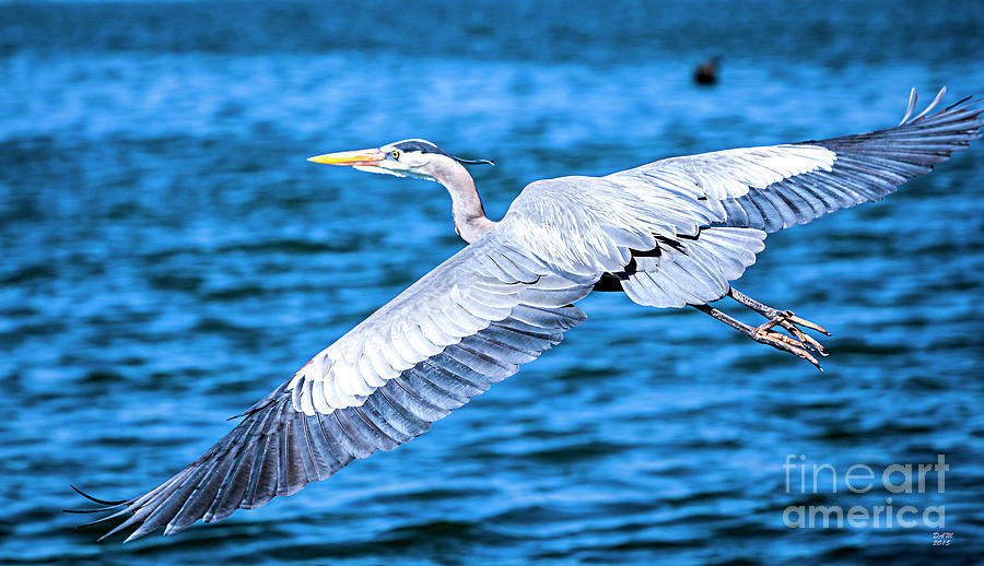 Heron Photograph - Great Blue Heron Flying  A Peaceful and Serene Moment by David Millenheft