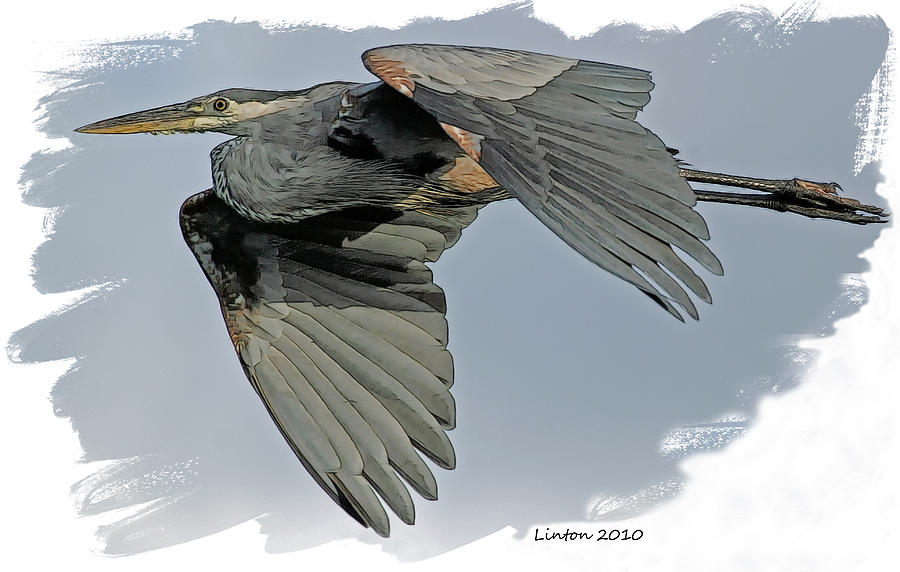 Great Blue Heron Flight Digital Art by Larry Linton