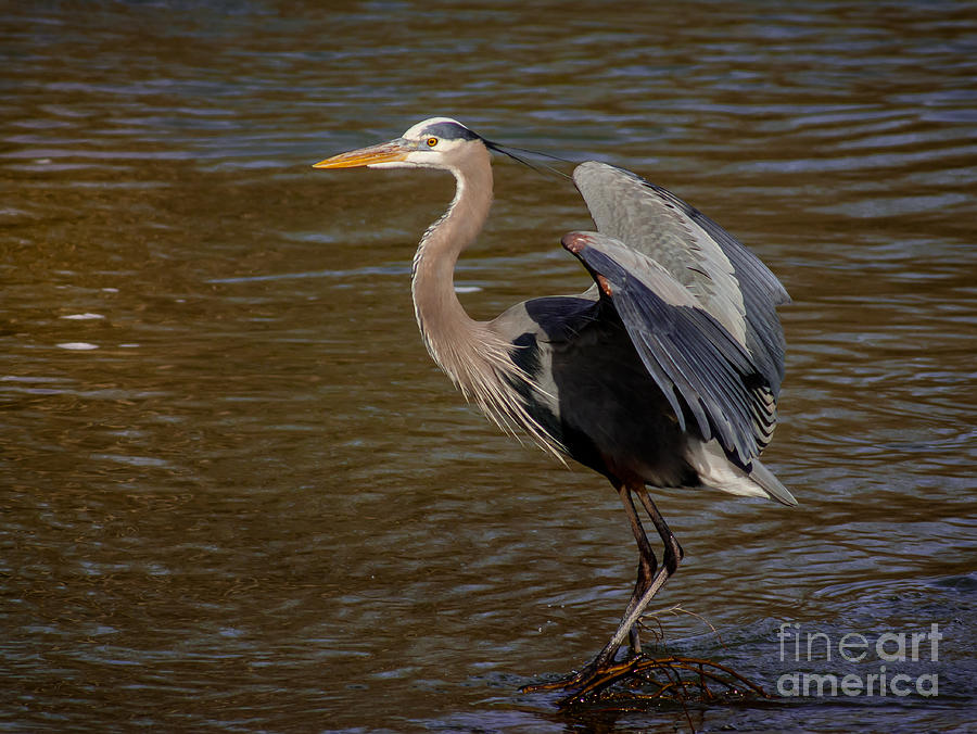 Great Blue Heron - Flooded Creek Photograph by Robert Frederick