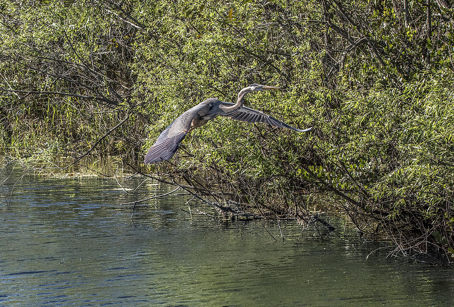 Great Blue Heron Flying Above Lake Against Green Bushes Photograph by William Bitman