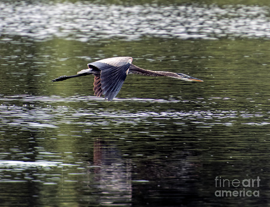 Great Blue Heron Flying at Huntington Beach State Park Photograph by David Oppenheimer