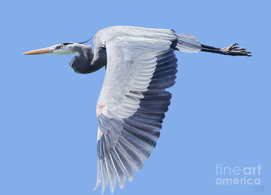 Bird Photograph - Great Blue Heron Flying by David Millenheft