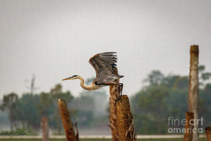 Great  Blue Heron flying Photograph by Les Greenwood
