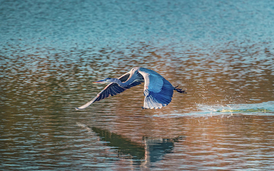 Great Blue Heron flying low over water Photograph by Patrick Wolf