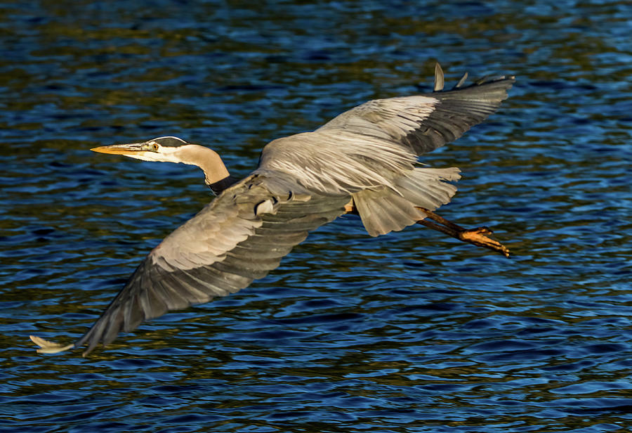 Great Blue Heron Flying Over Water Photograph by Marc Crumpler