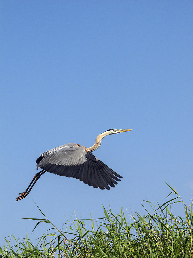 Great Blue Heron Flying Photograph by Sally Weigand