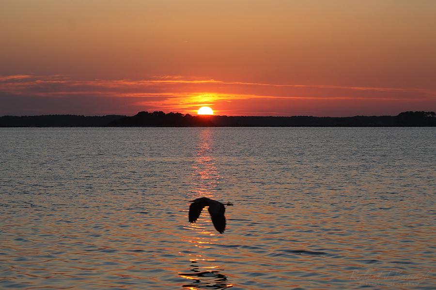 Great Blue Heron Flying Through Sunset Photograph by Robert Banach