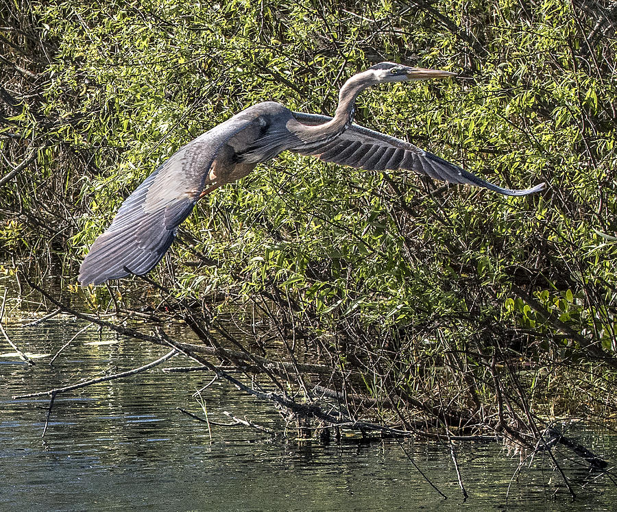 Great Blue Heron Flying Photograph by William Bitman