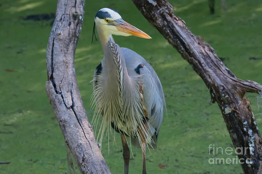 Great Blue Heron - Framed Photograph by John Greco