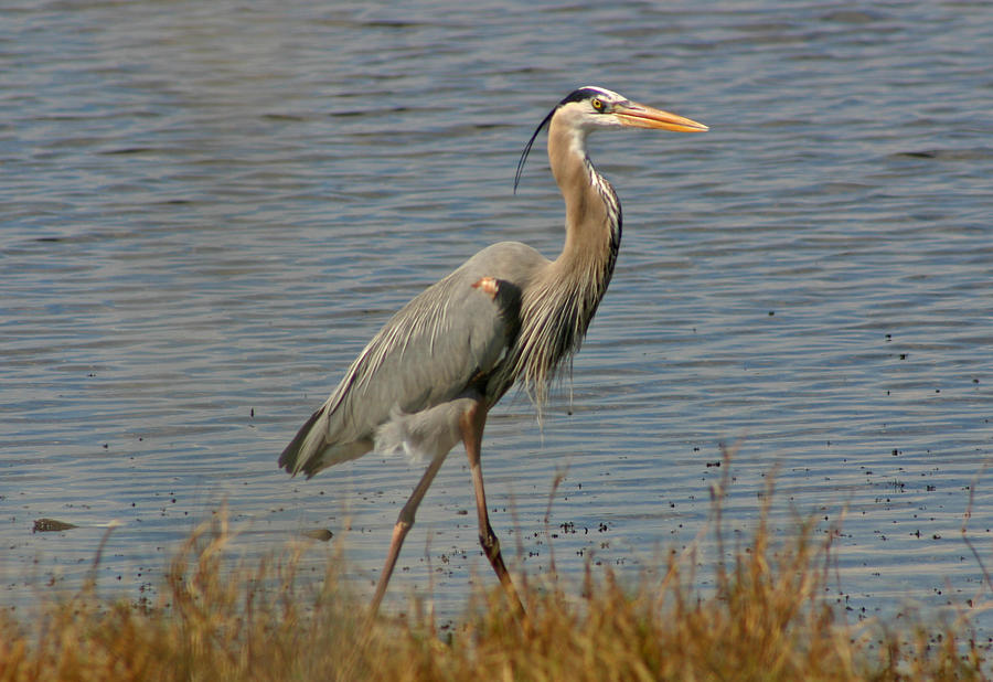 Great Blue Heron Photograph By Frank Russell 