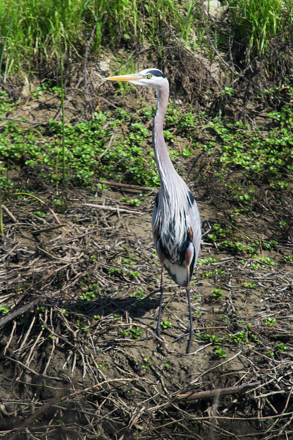Great Blue Heron Photograph by Frank Wilson