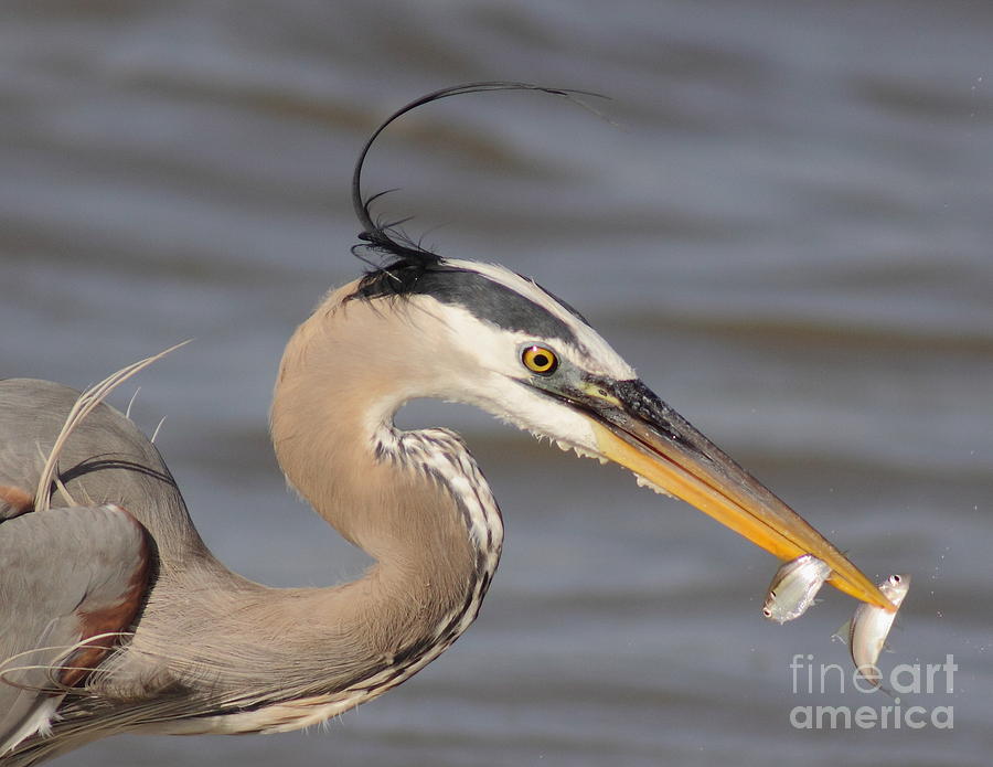 Great Blue Heron Gets TwoFer Photograph by Robert Frederick