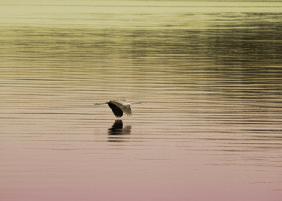 Bird Photograph - Great Blue Heron Gold to Pink Gradient by Kathy Clark
