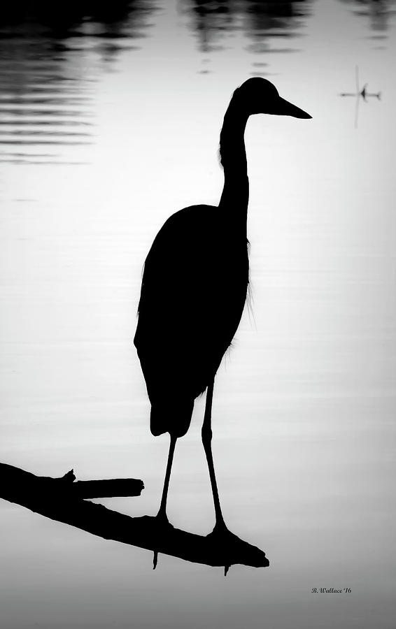 Great Blue Heron - Grayscale Silhouette Photograph by Brian Wallace