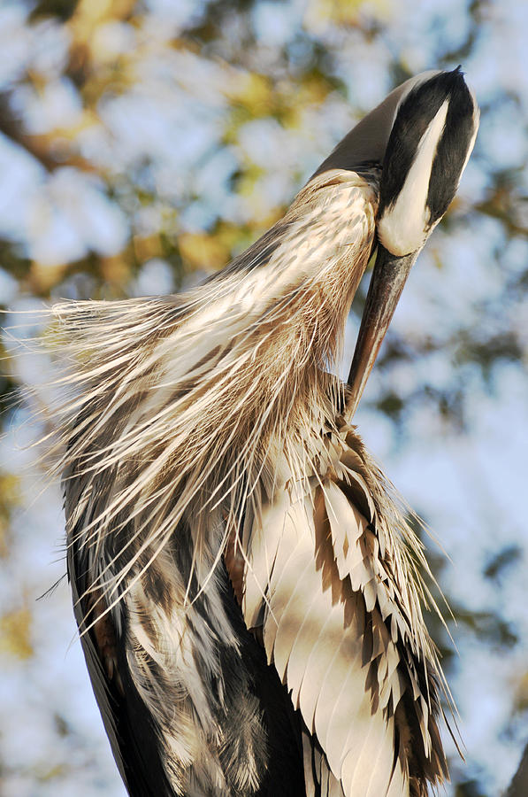Great Blue Heron Grooming Photograph by Rose  Hill